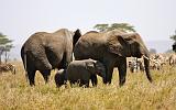 TANZANIA - Serengeti National Park - 081